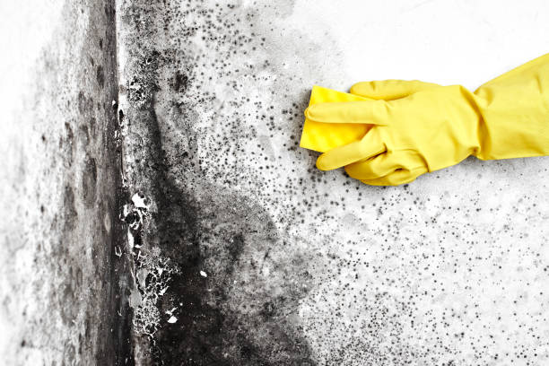 Best Home Mold Removal  in Grandview, WA