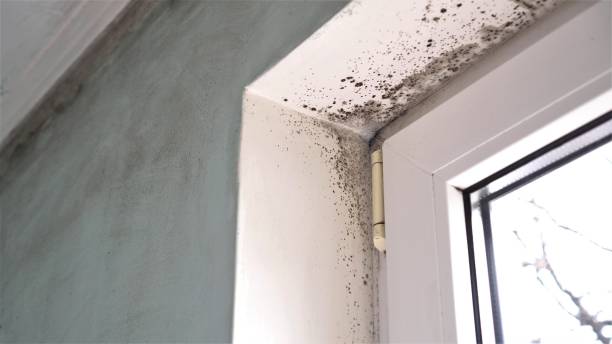 Best Mold Damage Repair  in Grandview, WA