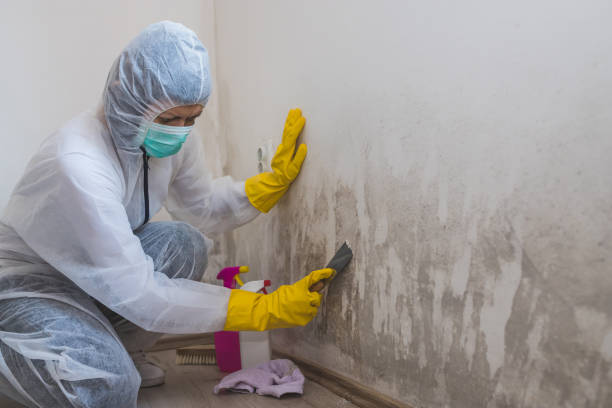 Best Crawl Space Mold Removal  in Grandview, WA