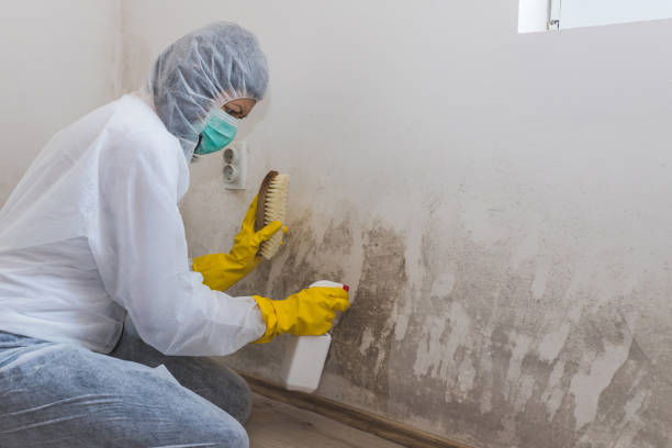 Trusted Grandview, WA Mold Removal Experts
