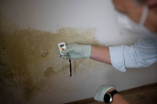 Attic Mold Removal in Grandview, WA