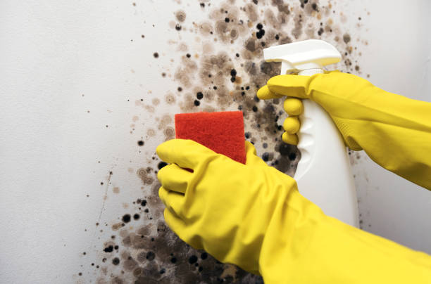 Best Best Mold Removal Companies  in Grandview, WA