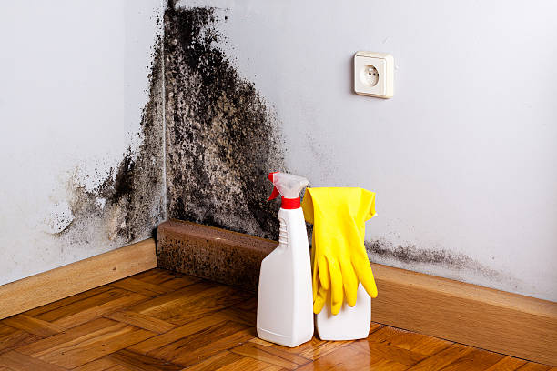 Mold Removal Process in Grandview, WA
