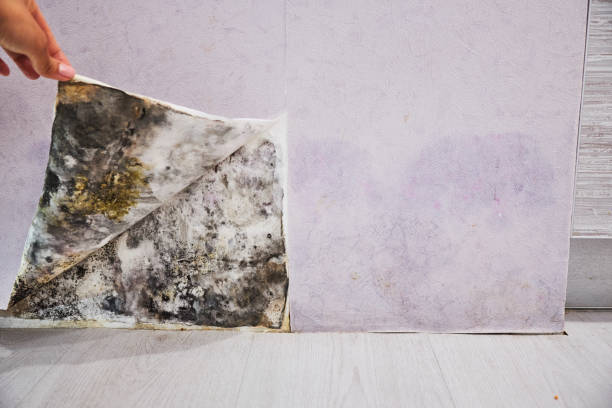 Office Mold Removal Services in Grandview, WA